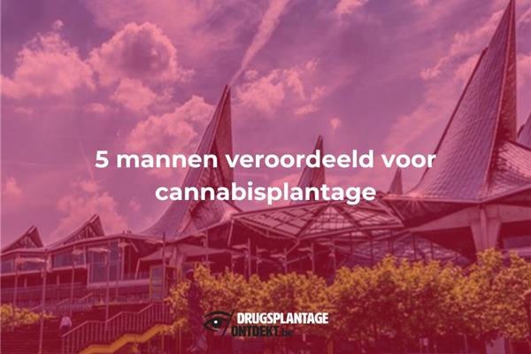 Ekeren - Vijf mannen veroordeeld voor cannabisplantage